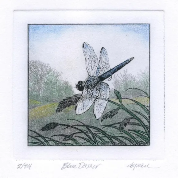 Blue Dasher by David Spohn