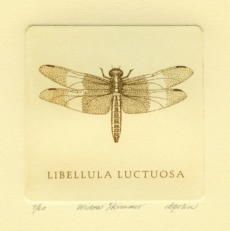 Widow Skimmer, solar plate etching