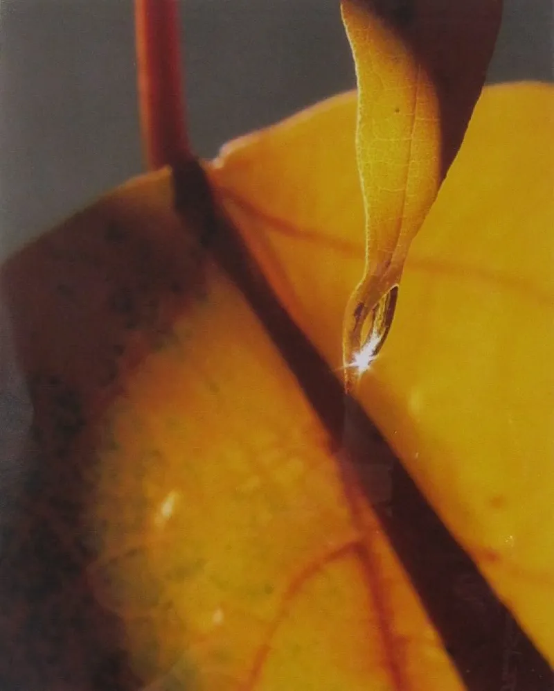 Autumn Raindrop by Sandra Brecka Seifert