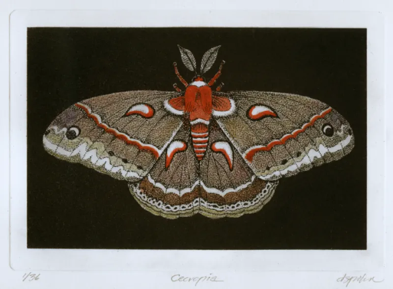 D. Spohn Image 2 - Cecropia