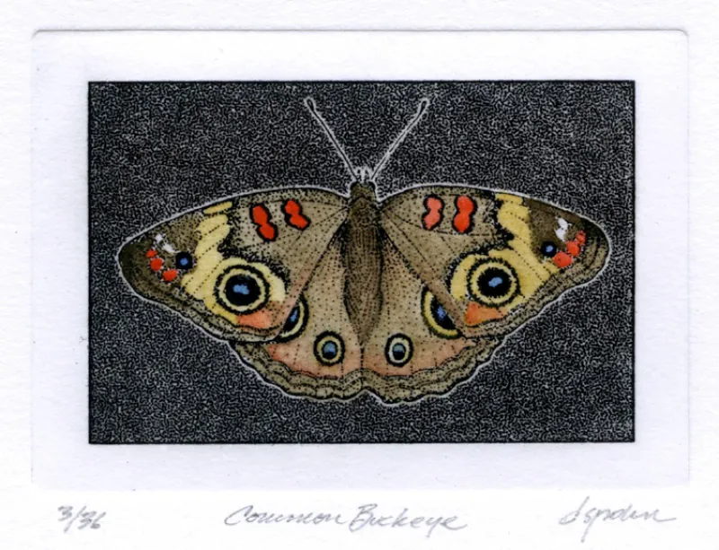 D. Spohn Image 3 - Common Buckeye