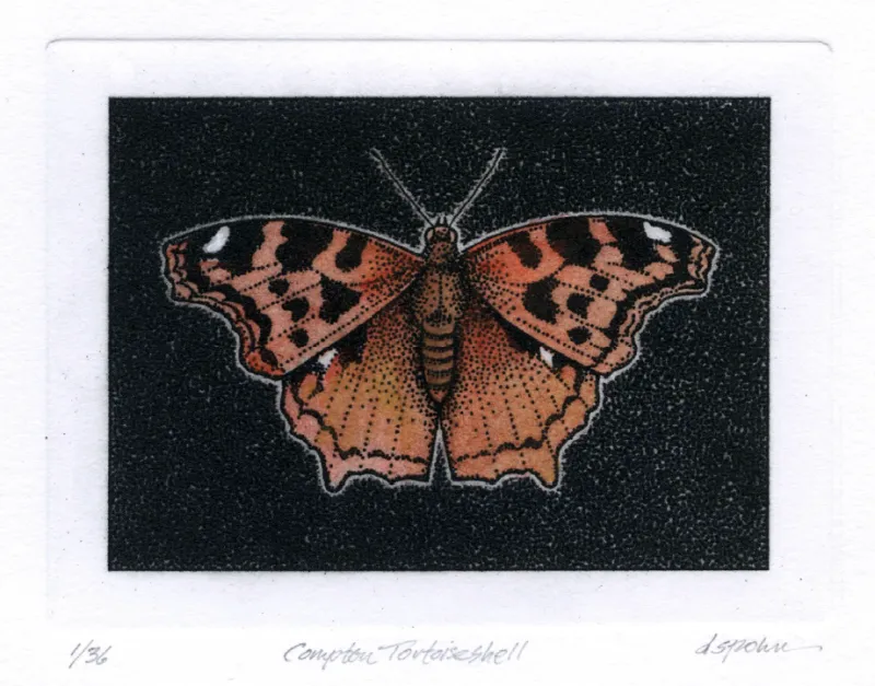 D. Spohn Image 4 - Compton Tortoiseshell