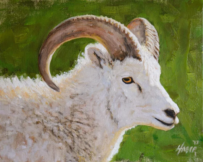 Dahl Sheep Portrait by Nathan Hager