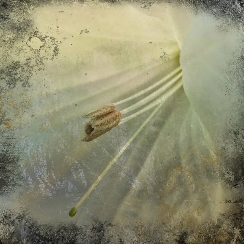 Faded Datura by Dee Kotaska