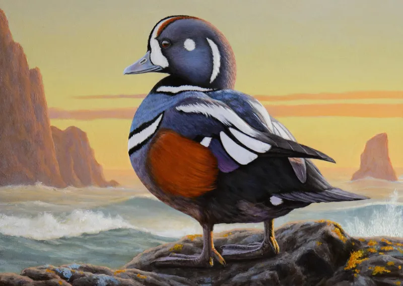 Harlequin Duck by Nathan Hager