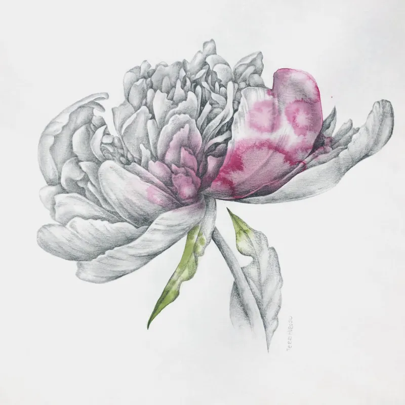 Peony by Terri Huro