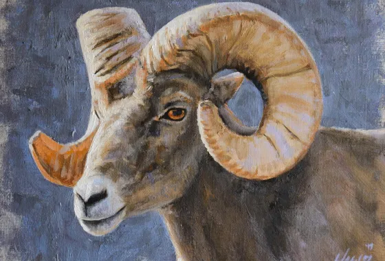 Big Horn Sheep Portrait by Nathan Hager