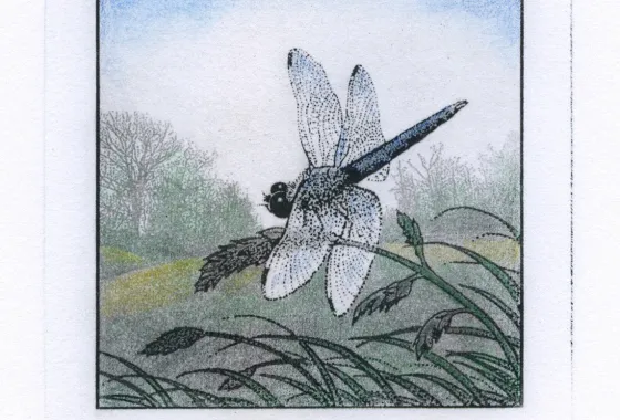 Blue Dasher by David Spohn