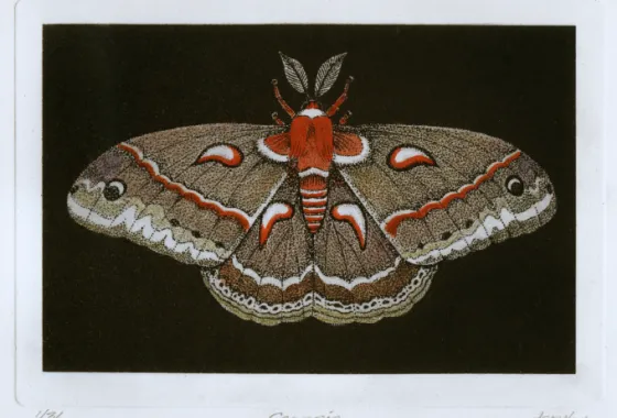 D. Spohn Image 2 - Cecropia