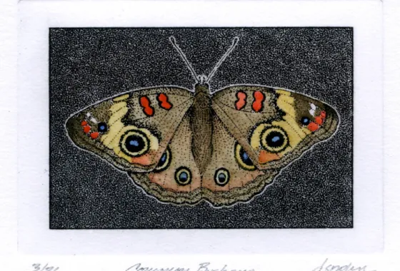 D. Spohn Image 3 - Common Buckeye