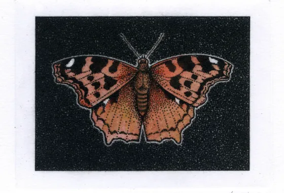 D. Spohn Image 4 - Compton Tortoiseshell