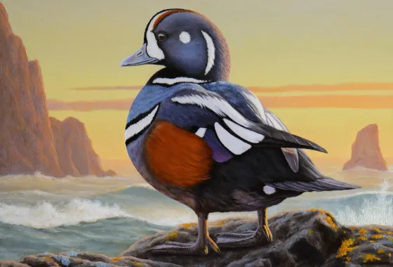 Harlequin Duck by Nathan Hager