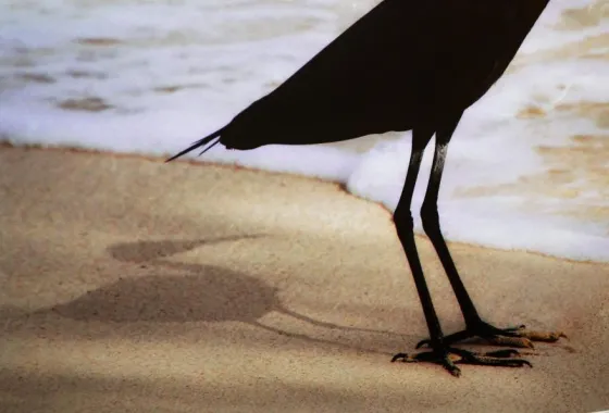 Flatland-Night Heron Explains the Sea to Shadow, a digital photography by Paul Olson of Hinckley, MN