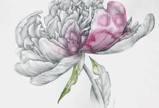 Peony by Terri Huro